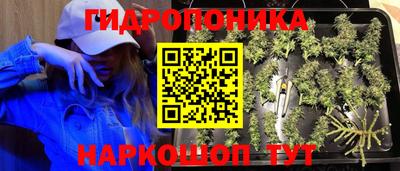 крисы Аргун